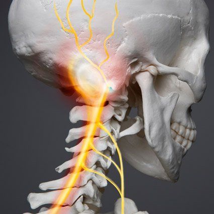 Illustration of the skull and cervical nerves